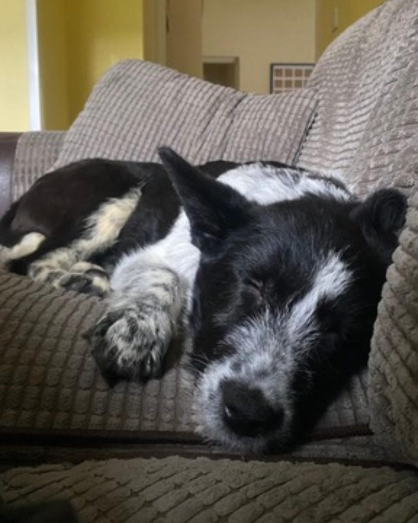 Mila sleeping on the sofa