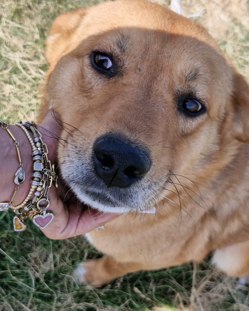 Red having a chin scratch