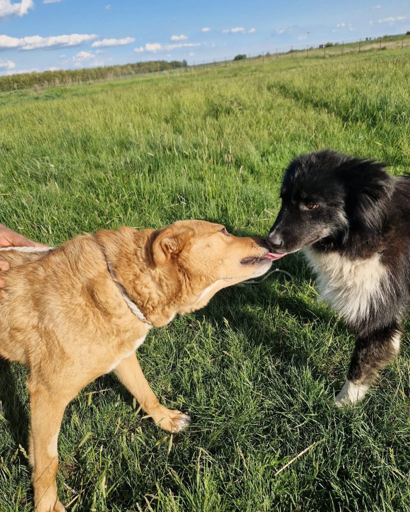 Red saying hello to another dog