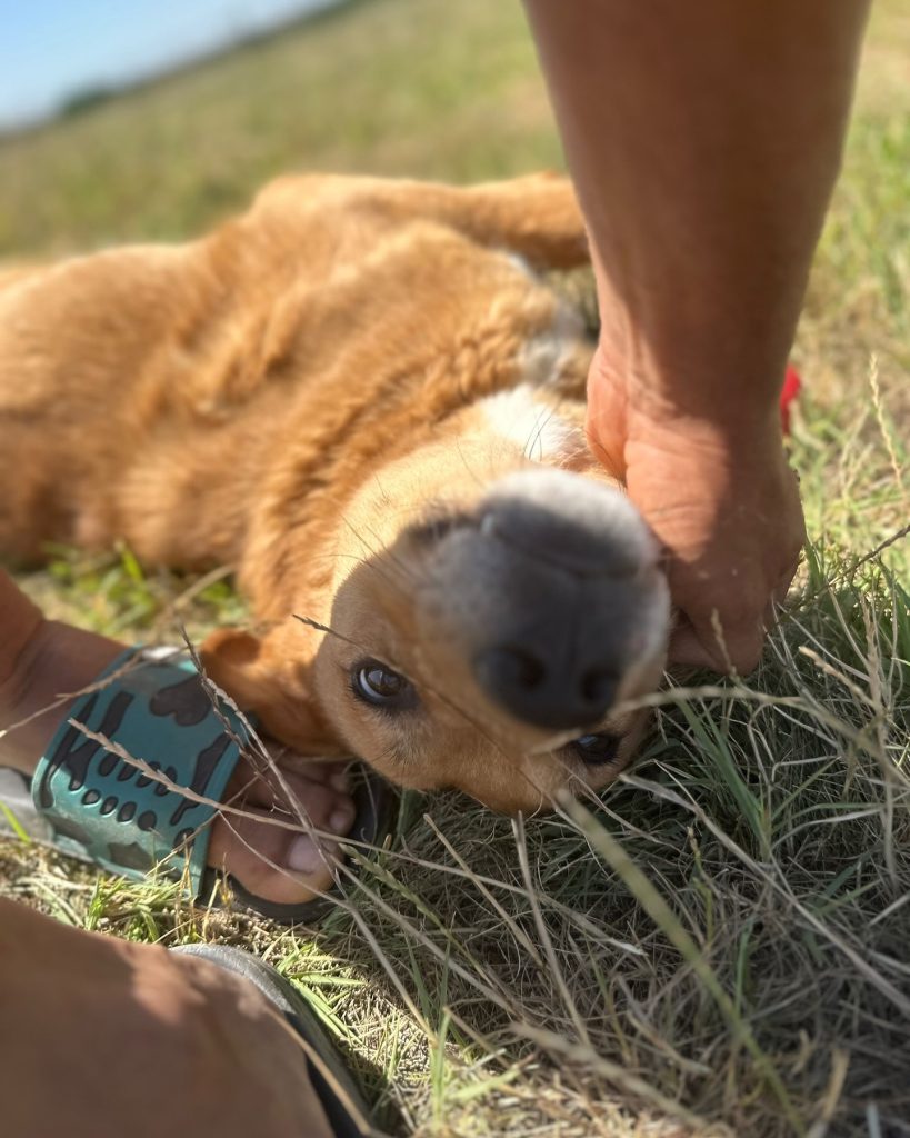 Red laying on his back