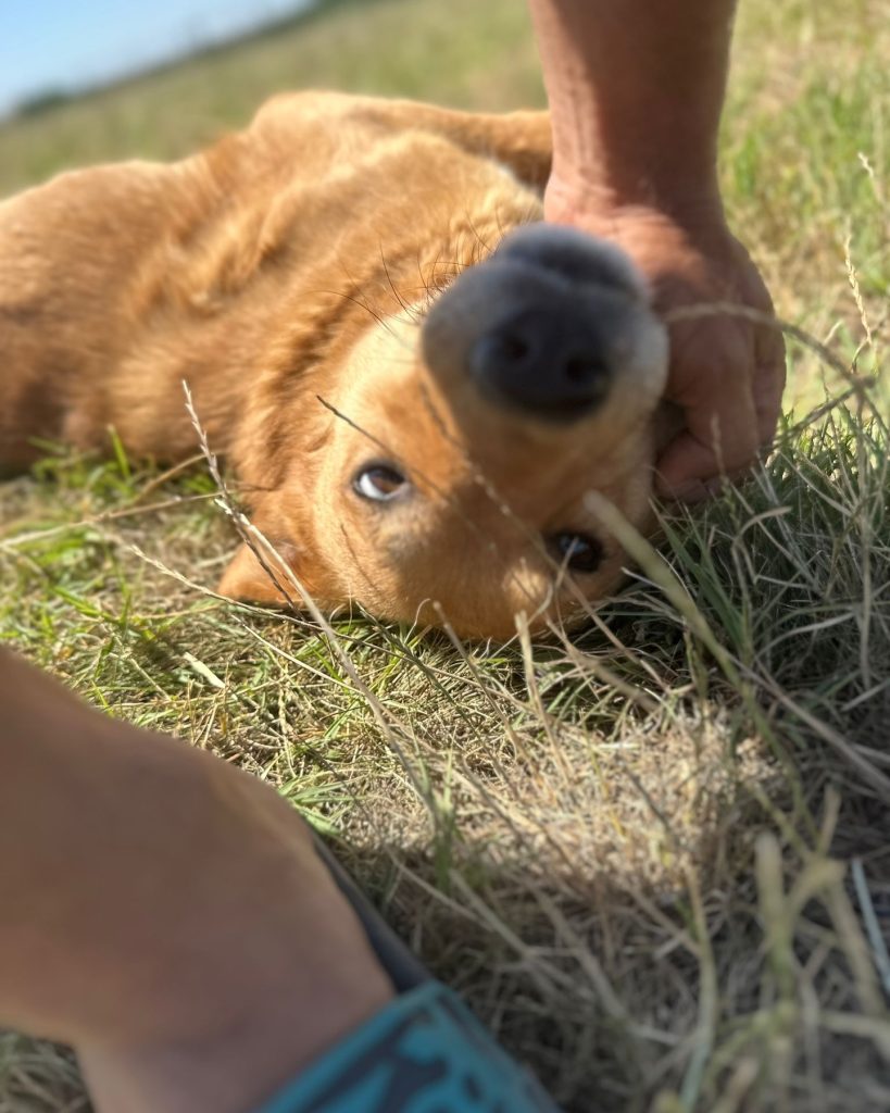 Red laying on his back