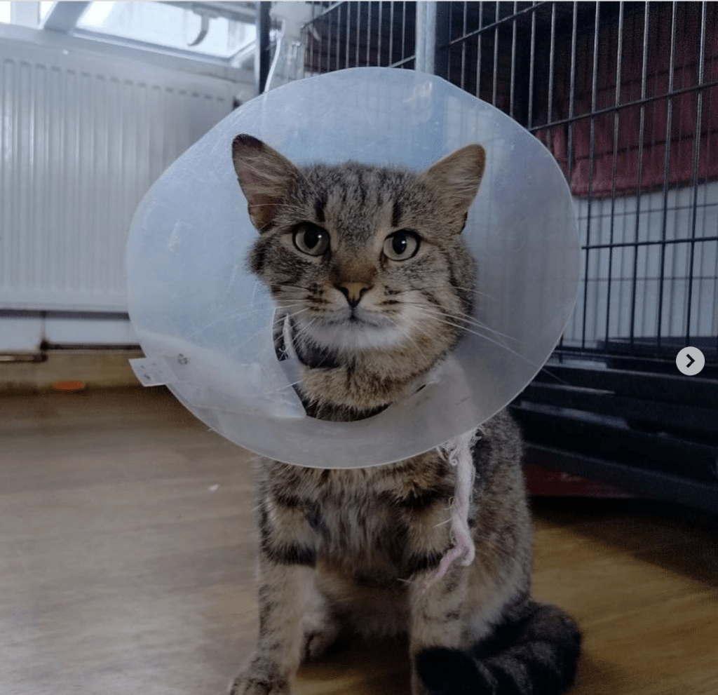 The Pack Project cat Archie wearing his collar following medical treatment