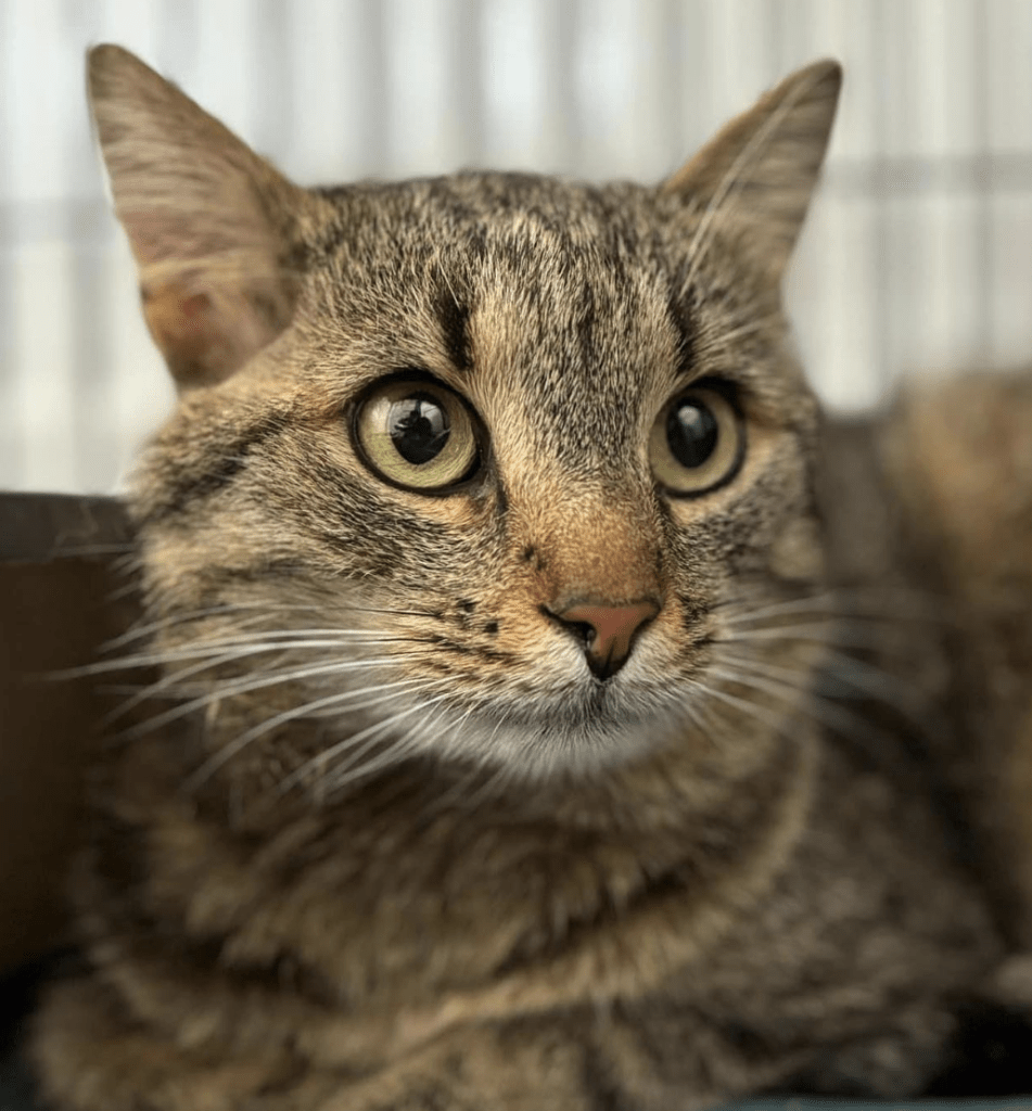 The Pack Project cat Archie looking very cute