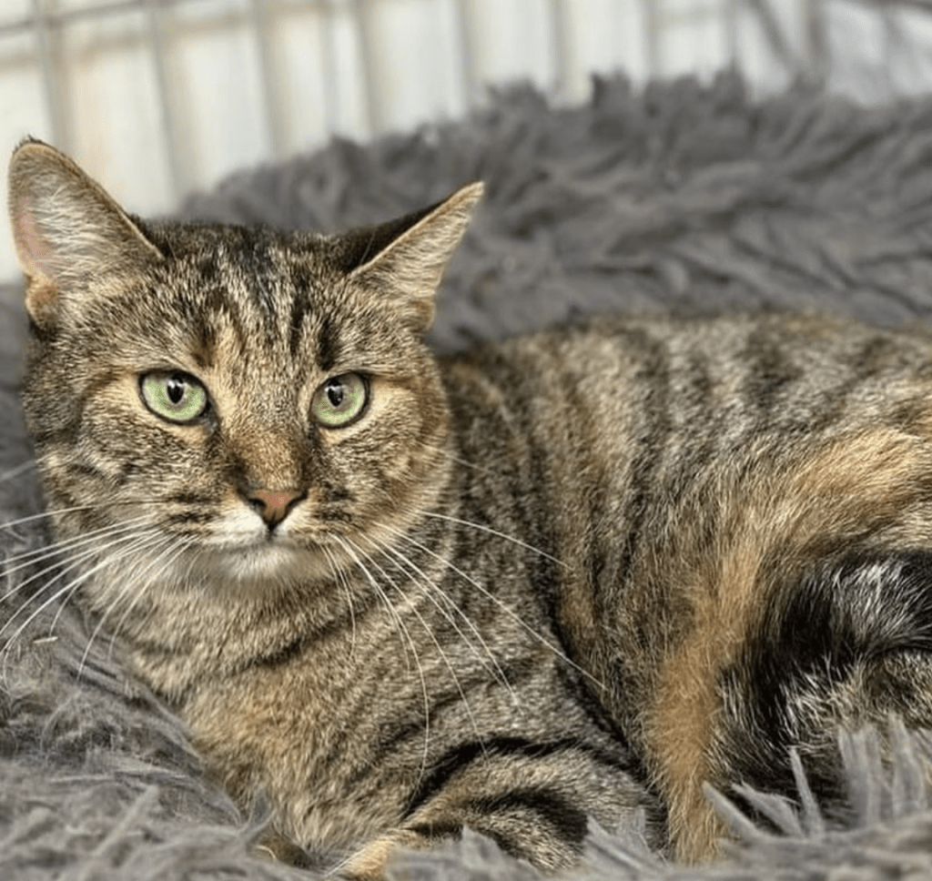 Saskia relaxing in her bed at the shelter