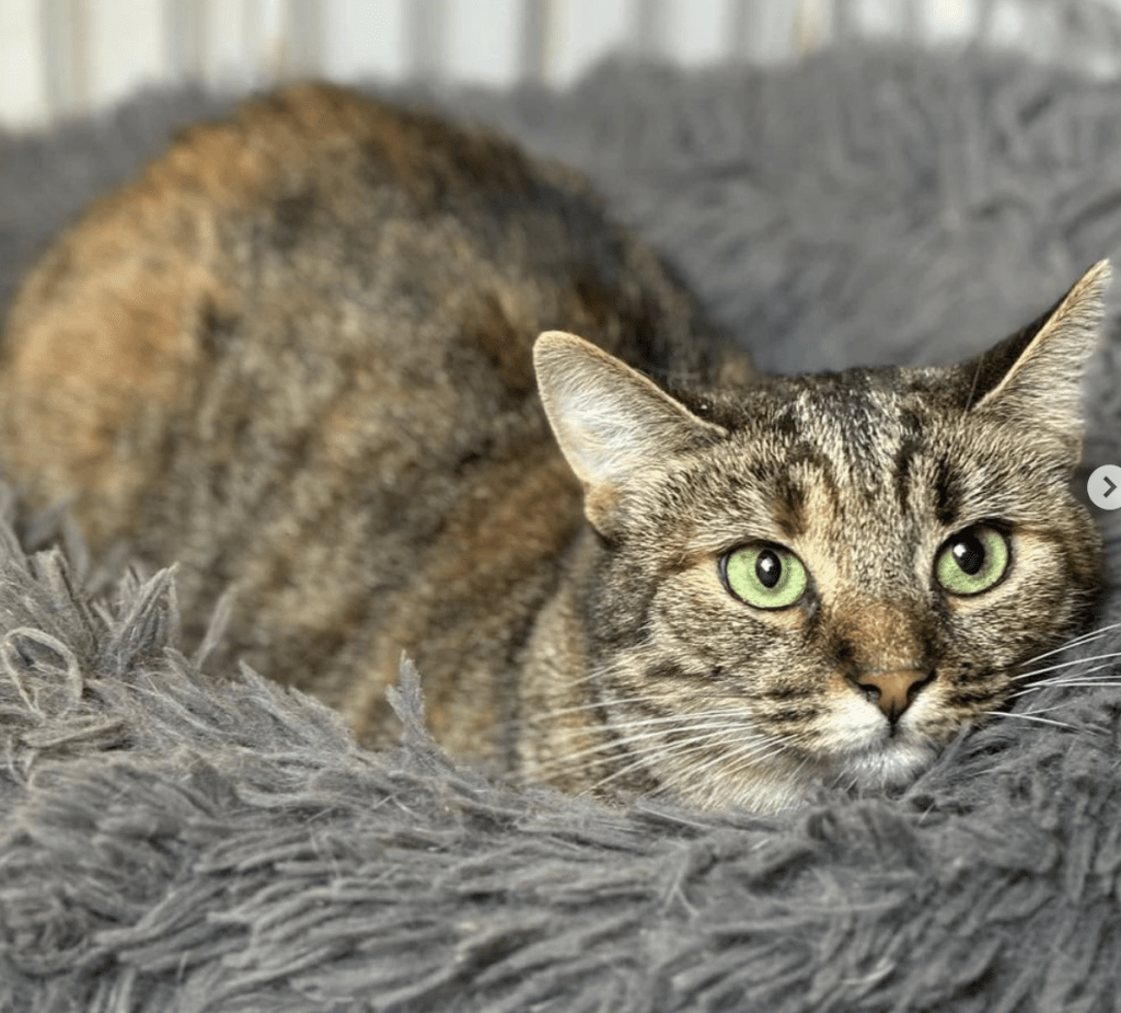 Saskia relaxing in her fluffy bed at the shelter