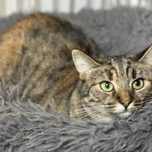 Saskia relaxing in her fluffy bed at the shelter