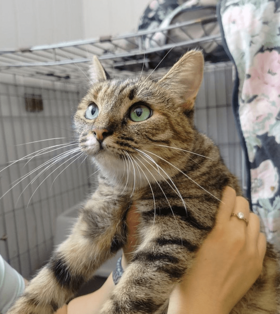 Saskia being held by a member of the shelter team