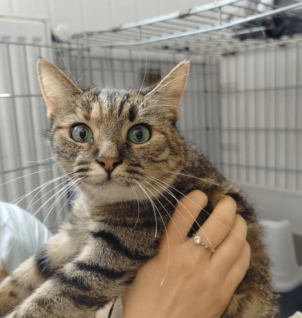 Saskia being held by a member of the shelter team in Romania