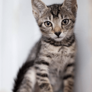 Muffin enjoying having her photo taken at the shelter