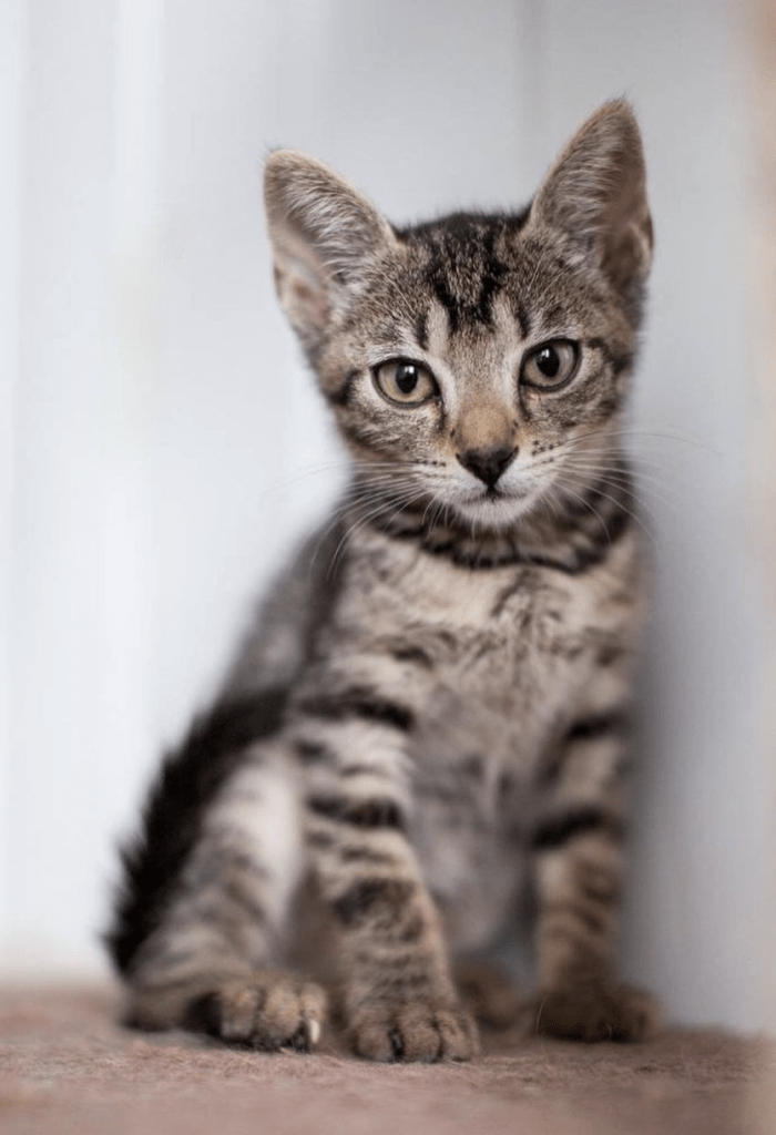 Muffin enjoying having her photo taken at the shelter