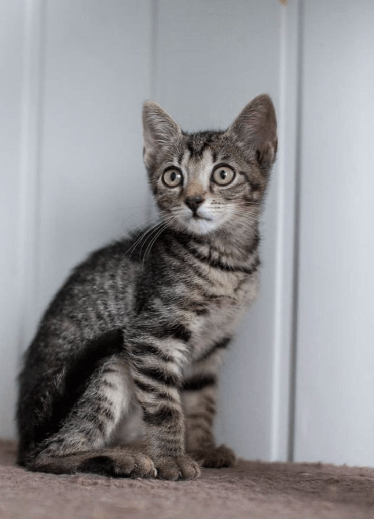 Muffin enjoying having her photo taken at the shelter, looking off camera