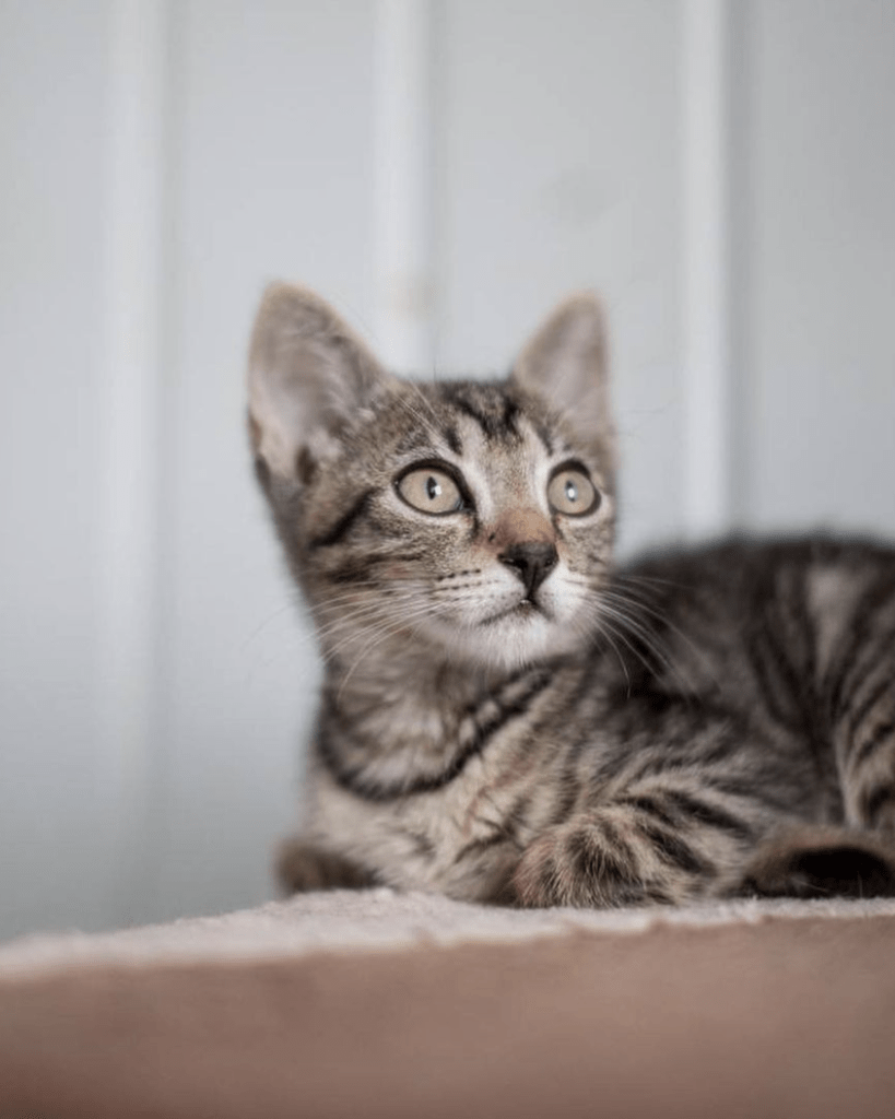 Muffin enjoying having her photo taken at the shelter, posing very cutely