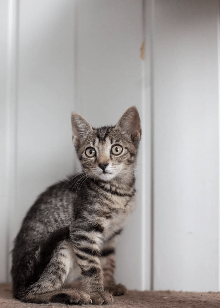 Muffin enjoying having her photo taken at the shelter, showing off her beautiful eyes