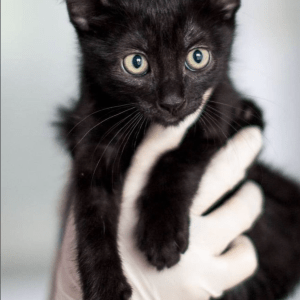 Loki being held by a member of the team at the shelter, looking very cute