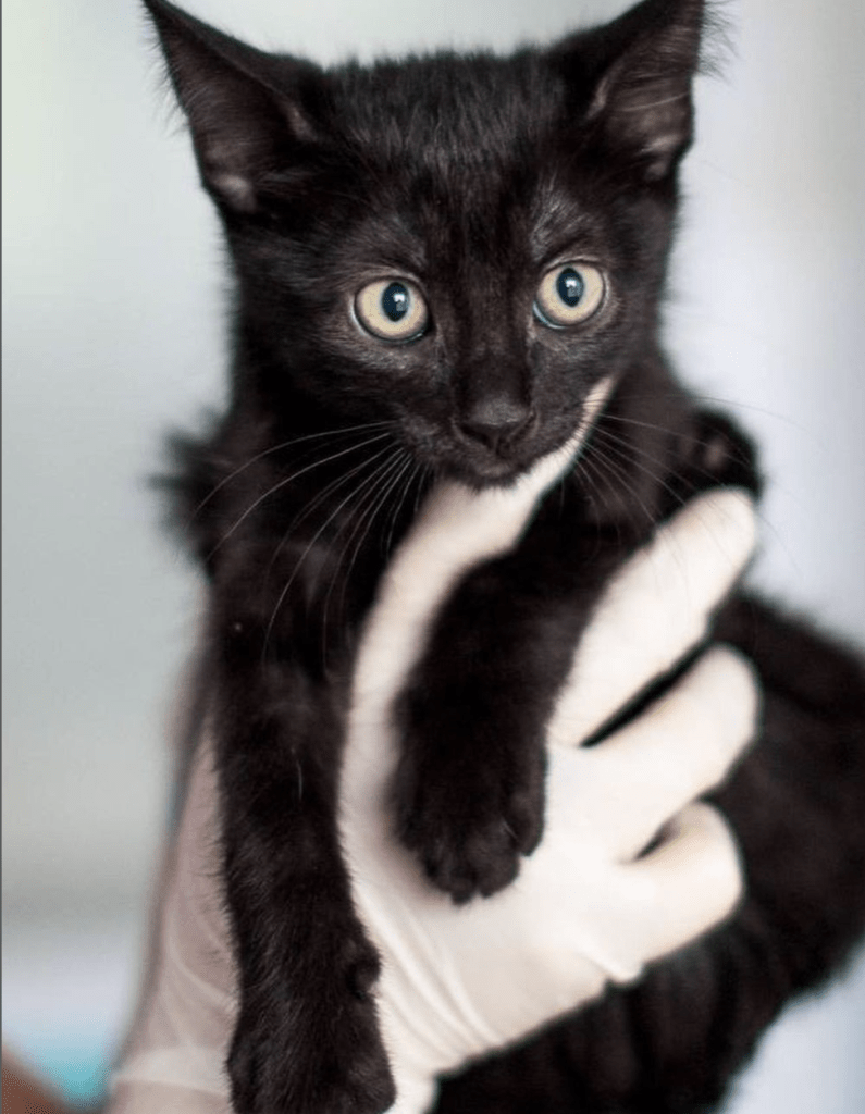 Loki being held by a member of the team at the shelter, looking very cute