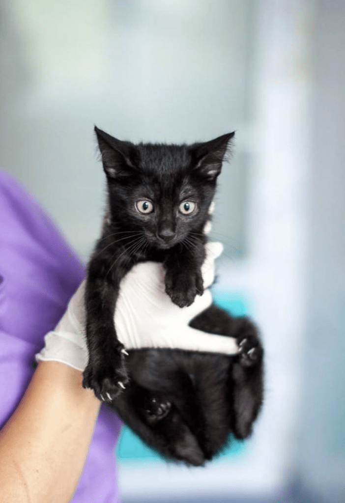 Loki being held by a member of the team at the shelter, looking very cute