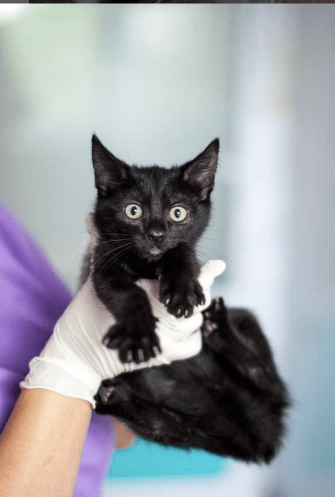 Loki being held by a member of the team at the shelter, looking at the camera with big eyes