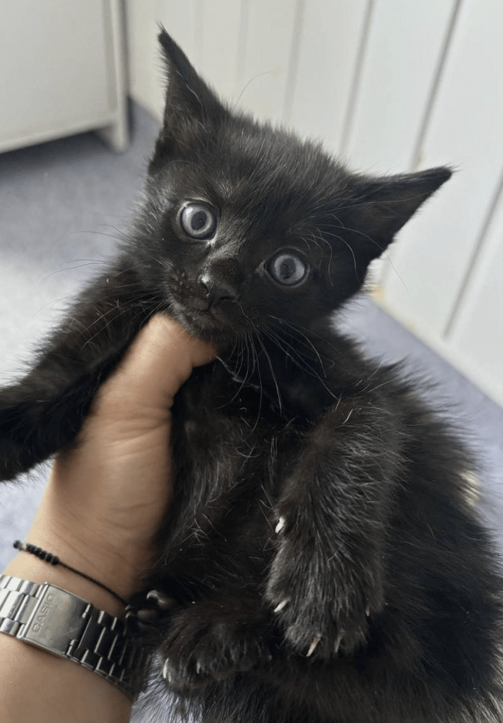 Loki being held by a member of the team at the shelter, looking so small