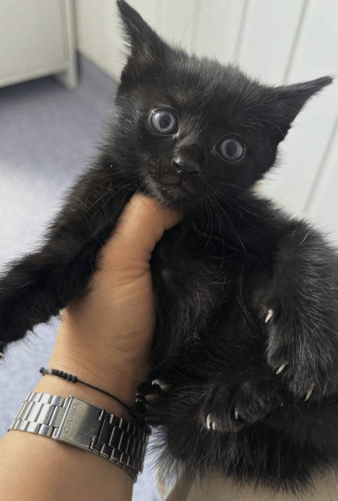 Loki being held by a member of the team at the shelter, showing off his black belly