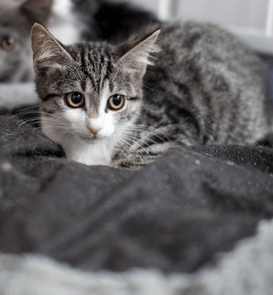 Margot relaxing on a comfy bed at the shelter, looking very cute