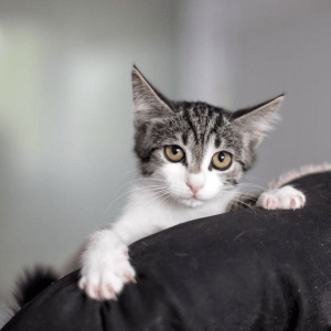 Margot on a member of the team's shoulder, showing off her golden eyes