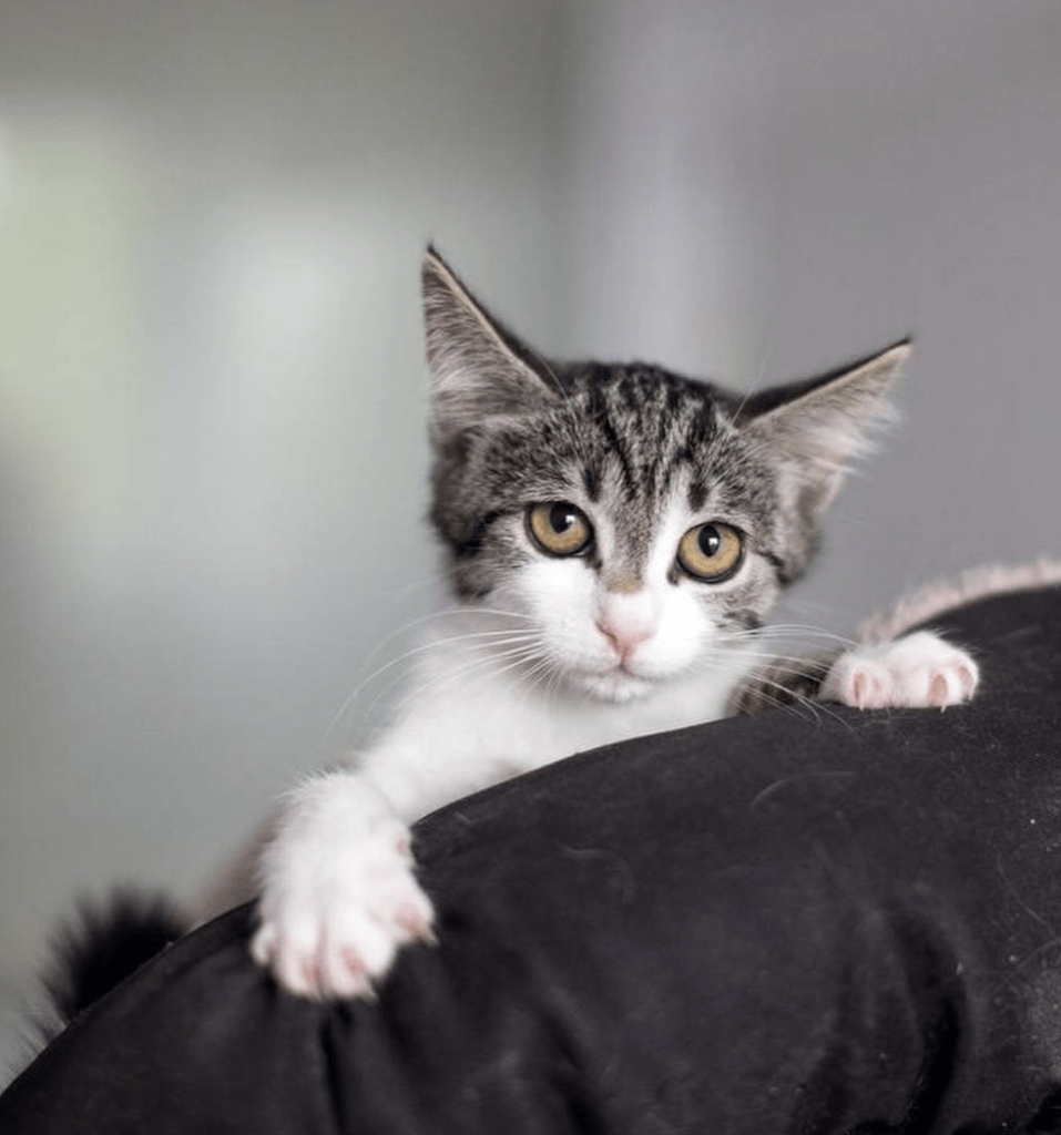 Margot on a member of the team's shoulder, showing off her golden eyes