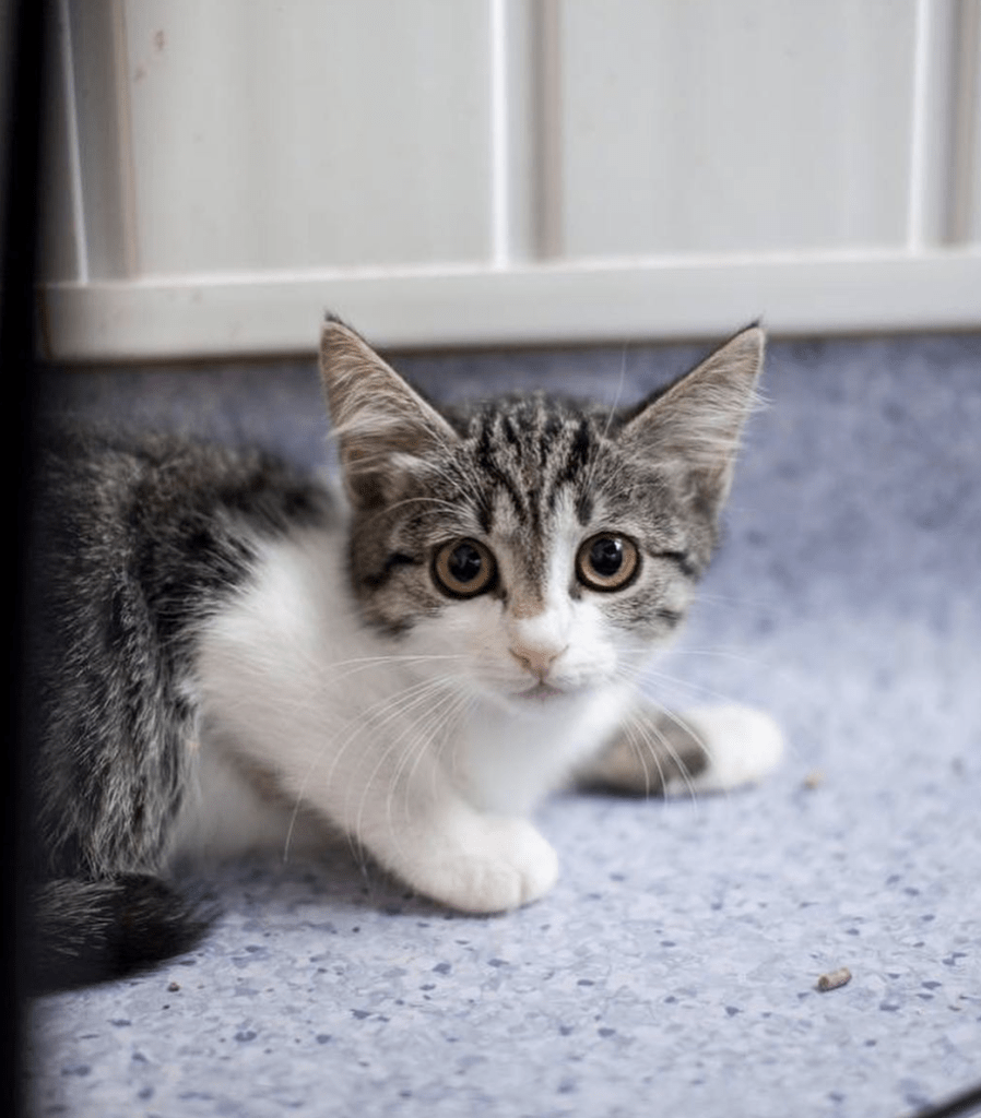 Margot at the shelter looking into the camera, showing off her cute ears and beautiful markings