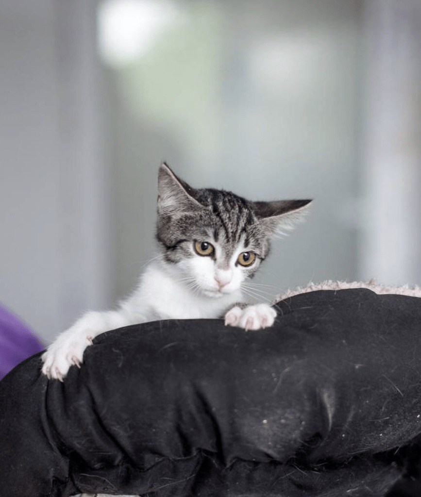 Margot peering over a member of the team's shoulder at the shelter