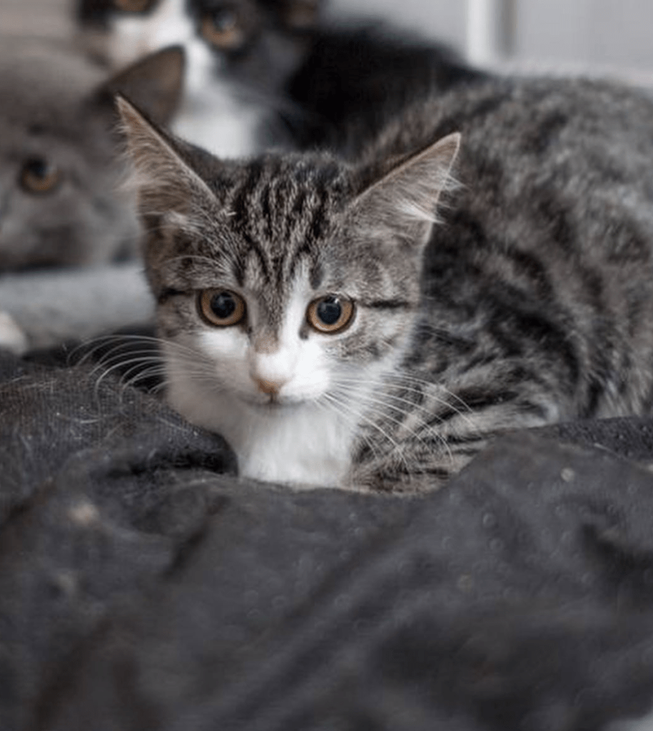 Margot relaxing on a cosy bed at the shelter, showing off her beautiful eyes