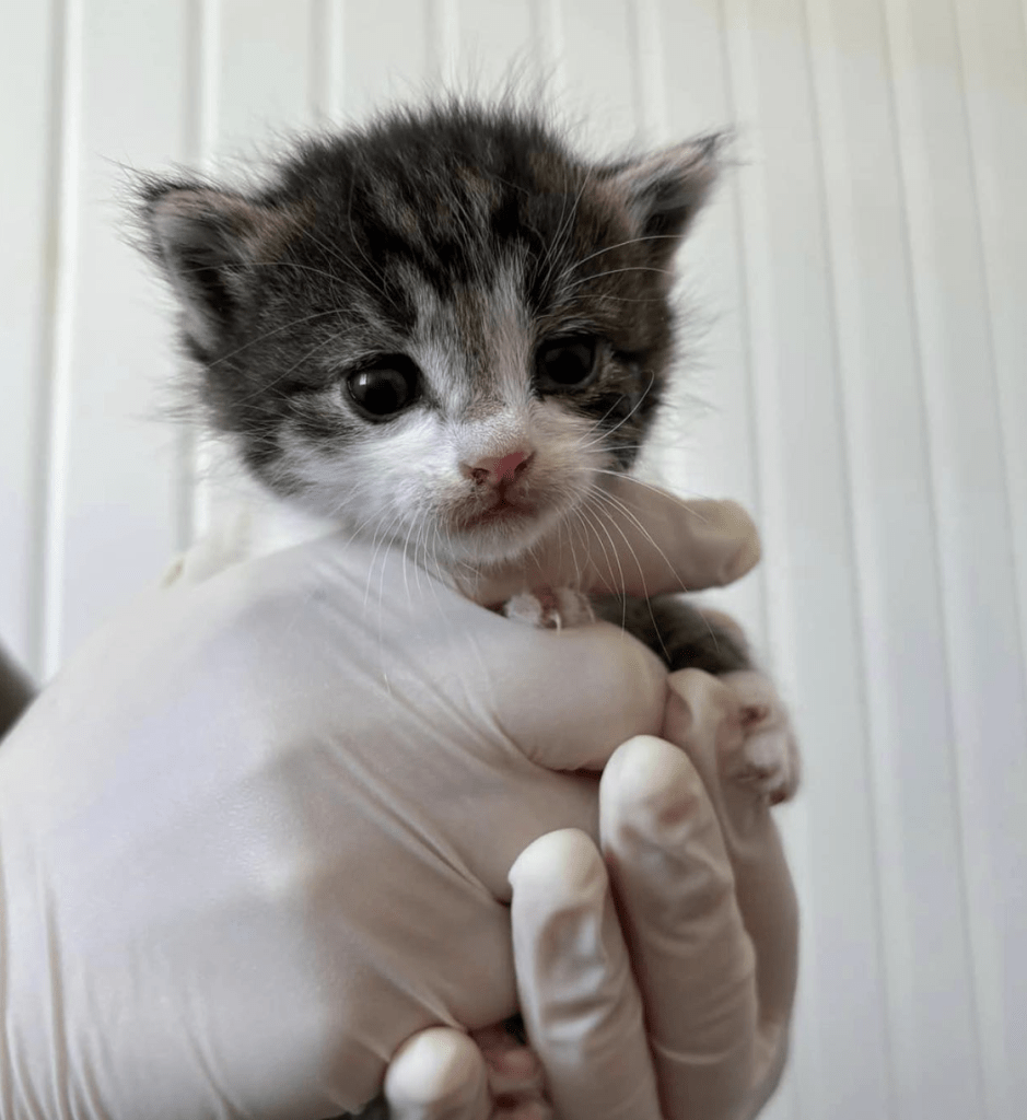 Margot as a tiny baby being held at the shelter