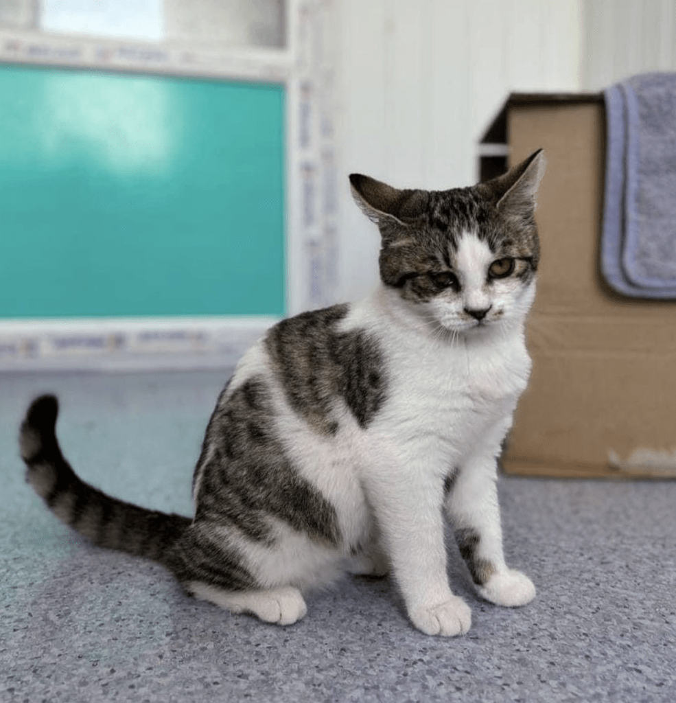 Petal looking very sweet, posing at the shelter