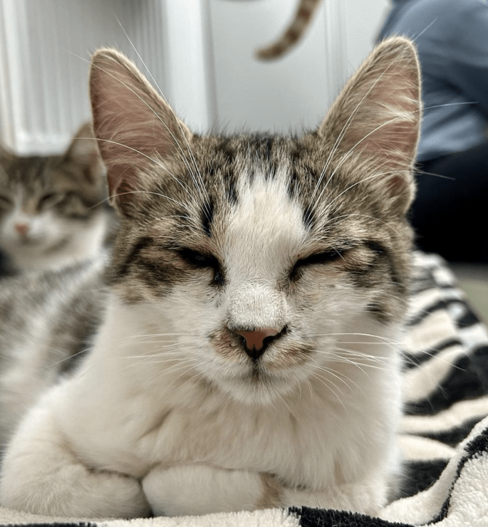 Petal looking sleepy, relaxing on a comfy bed at the shelter