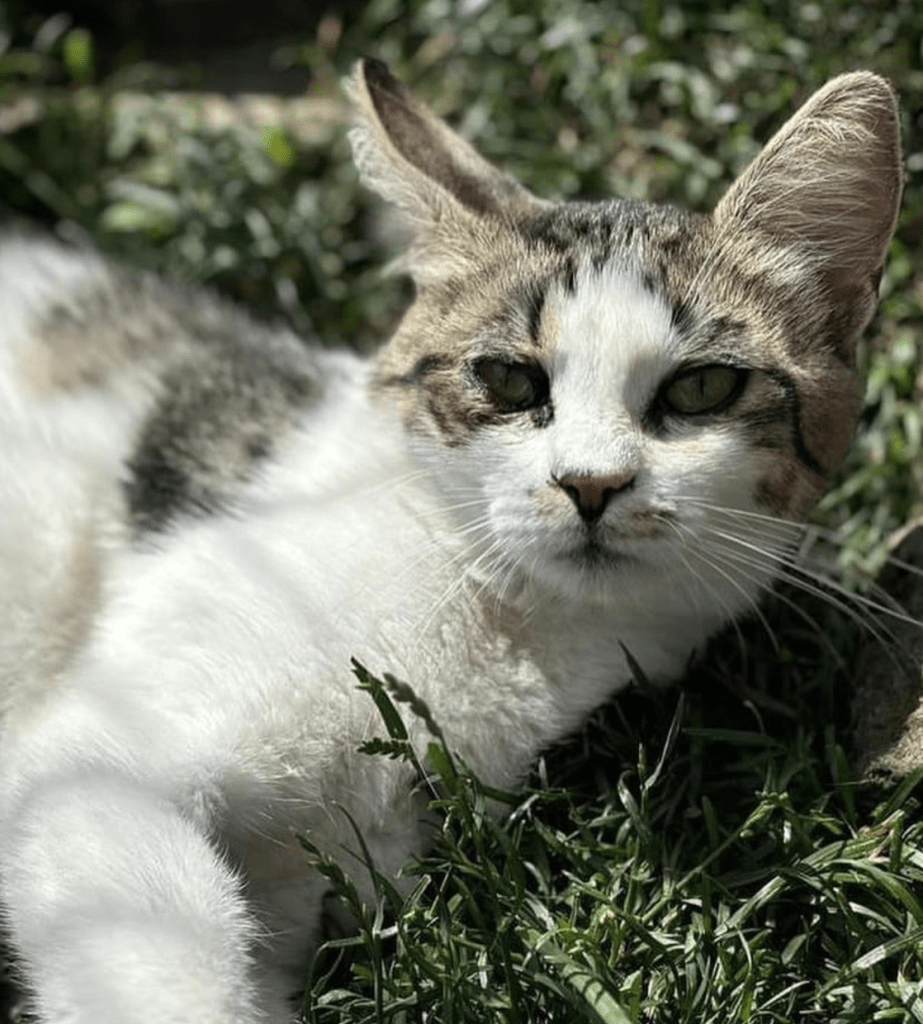 Petal playing in the grass at the shelter, looking at the camera, showing off her sweet face