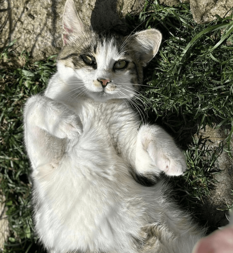 Petal relaxing in the grass at the shelter showing off her white belly