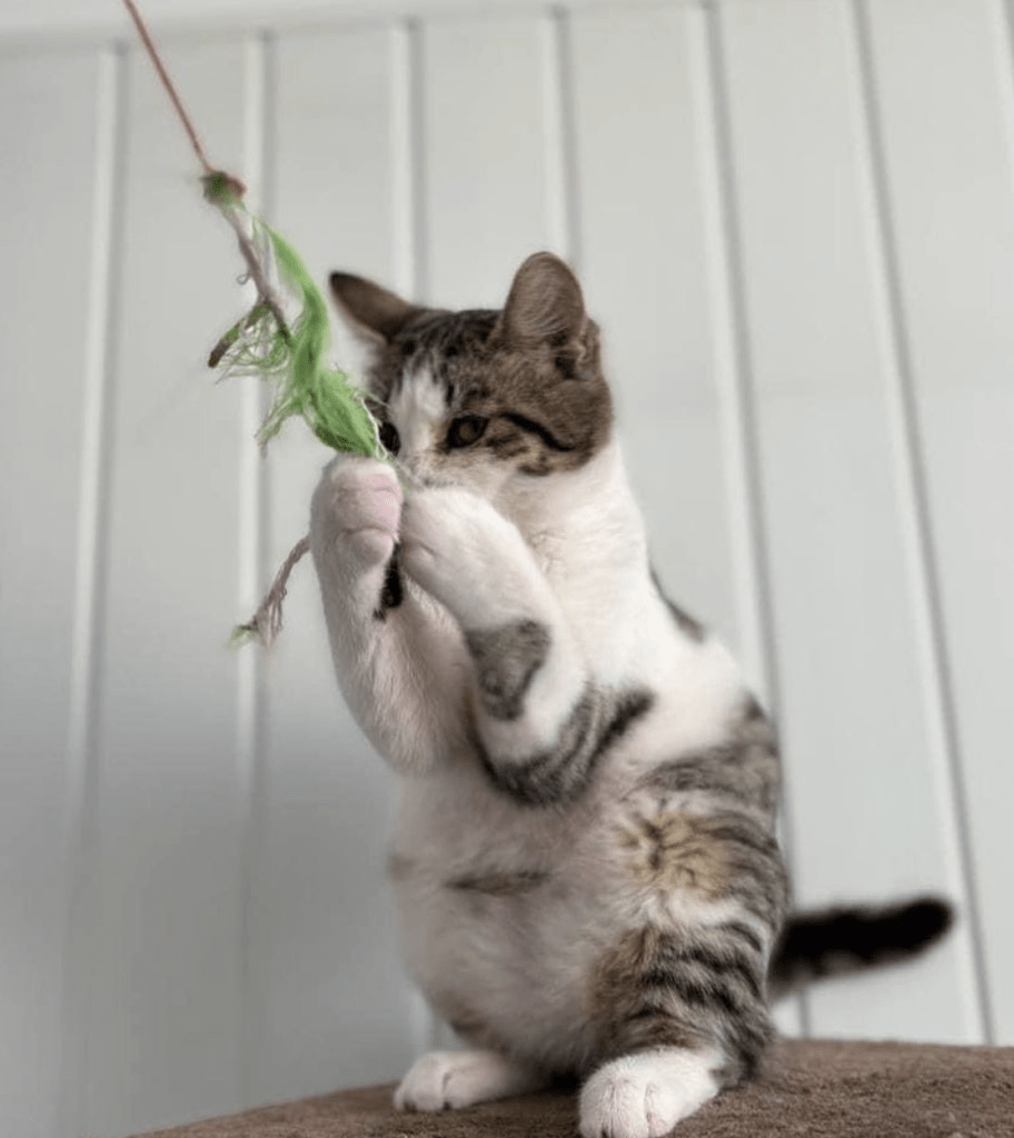 Petal playing with a feather toy at the shelter