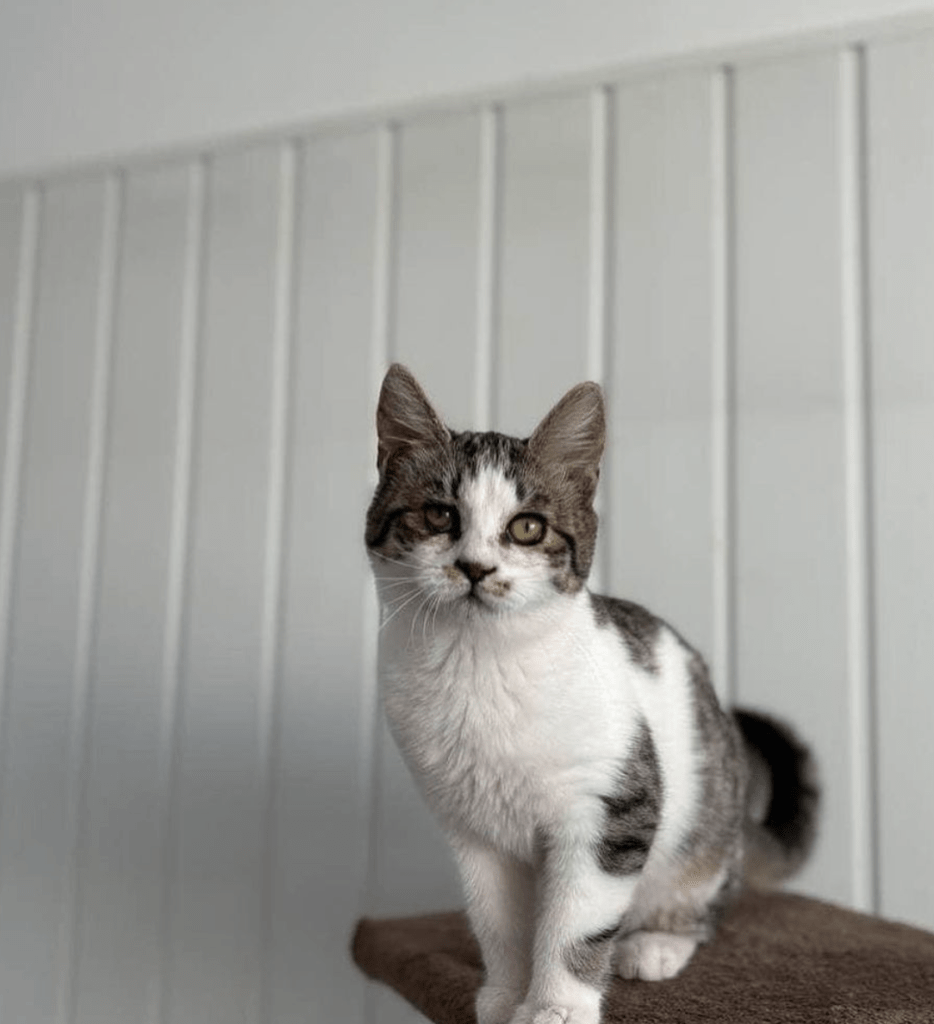 Petal getting ready to pounce at the shelter