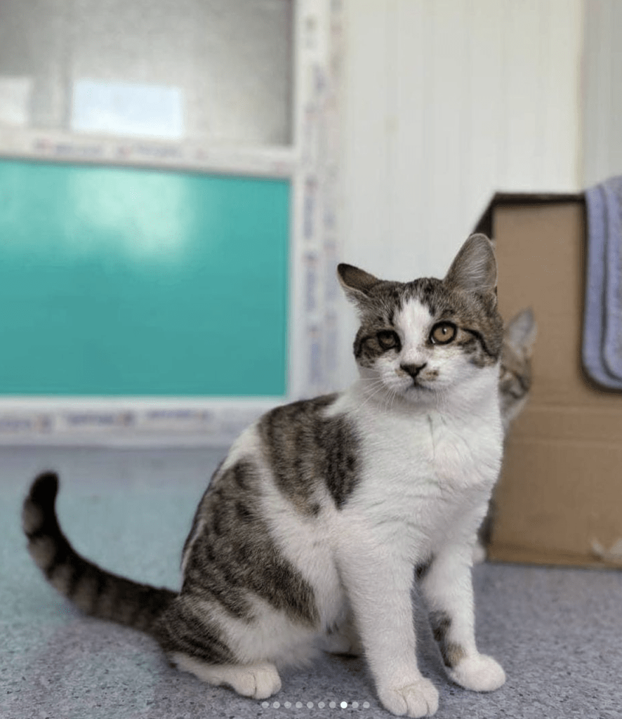 Petal showing off her beautiful markings at the shelter