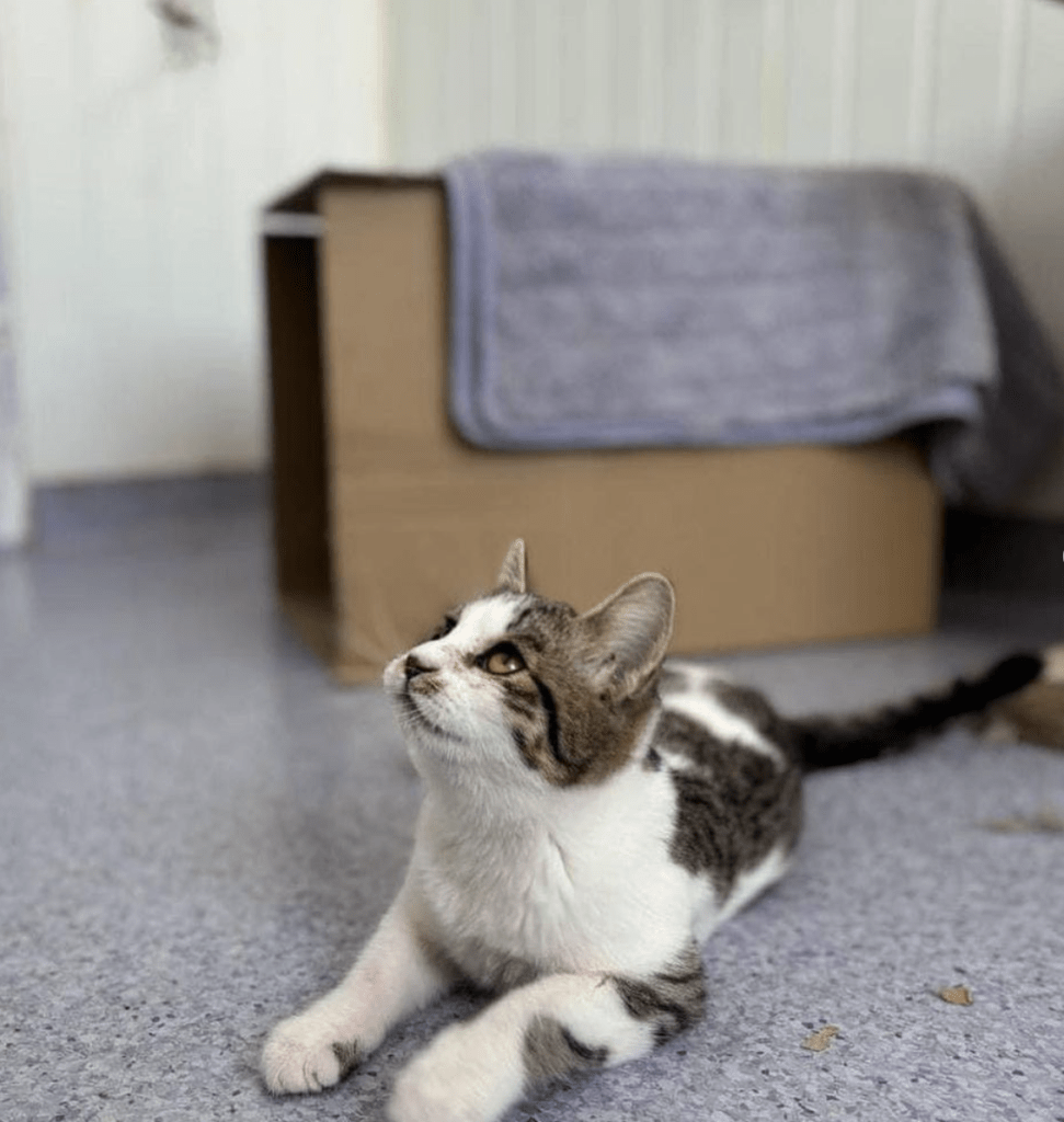 Petal laying on the floor at the shelter, looking up and looking cute