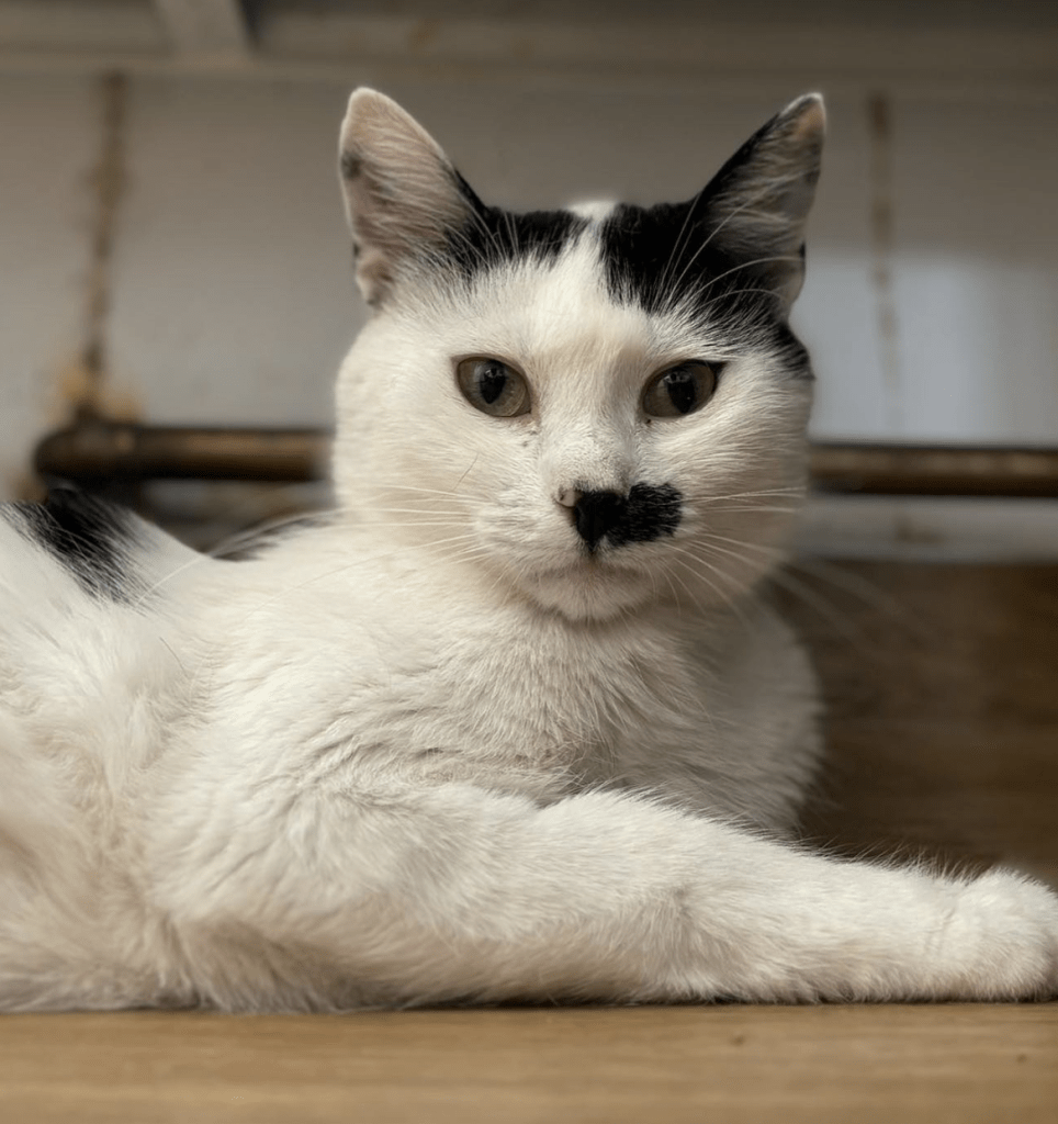 Iris relaxing at the shelter looking into the camera showing off her cute smudge