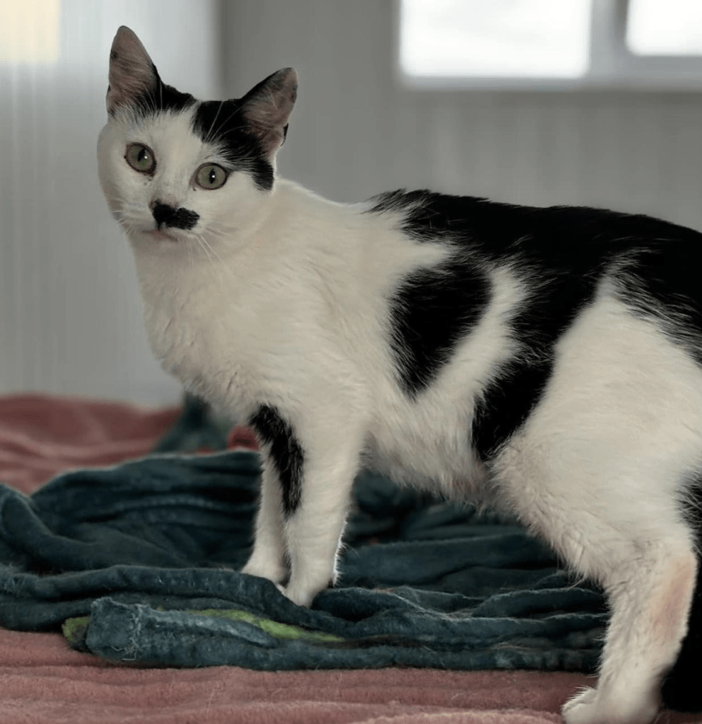 Iris at the shelter, showing off her gorgeous black and white markings