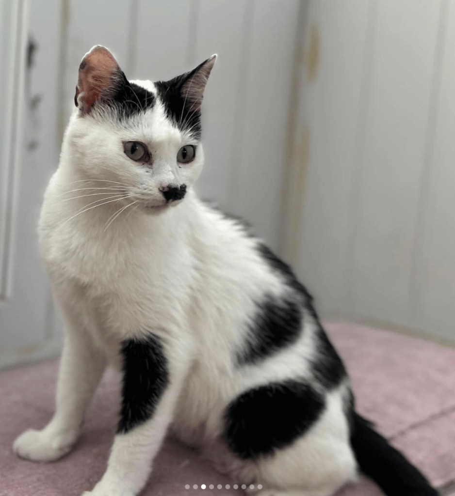 Iris relaxing at the shelter having her photo taken