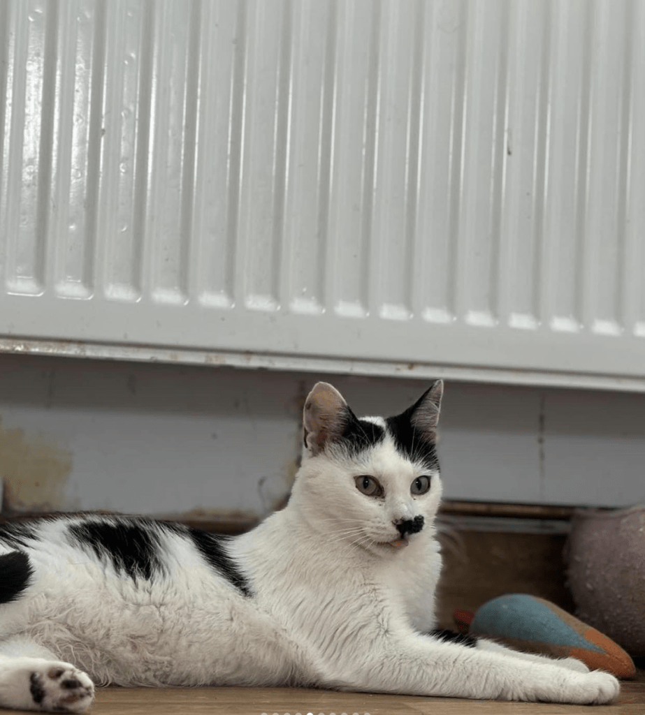 Iris laying on her side at the shelter observing her surroundings