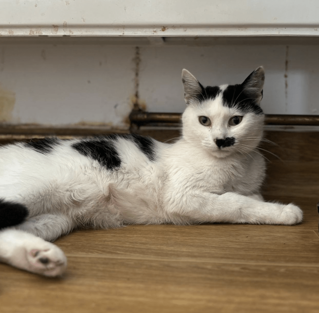 Iris relaxing at the shelter, showing off her white belly and toe beans