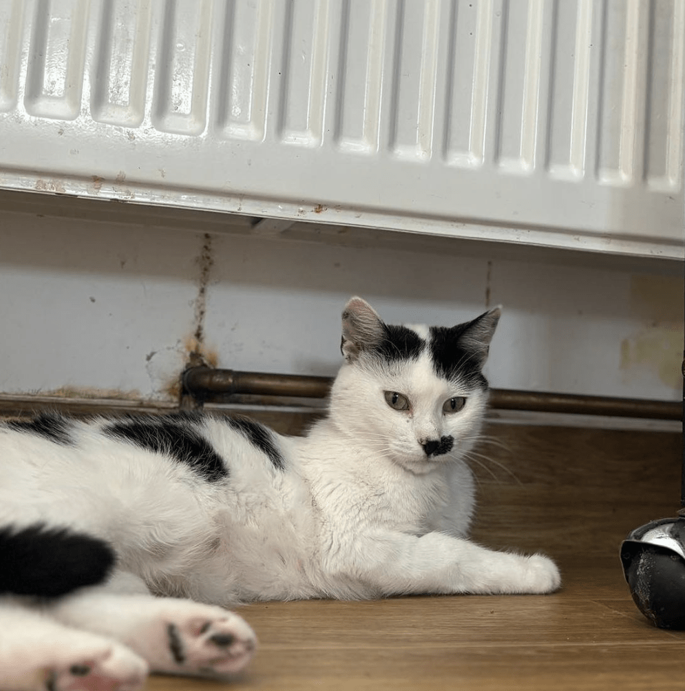 Iris relaxing at the shelter, showing off her white belly and toe beans