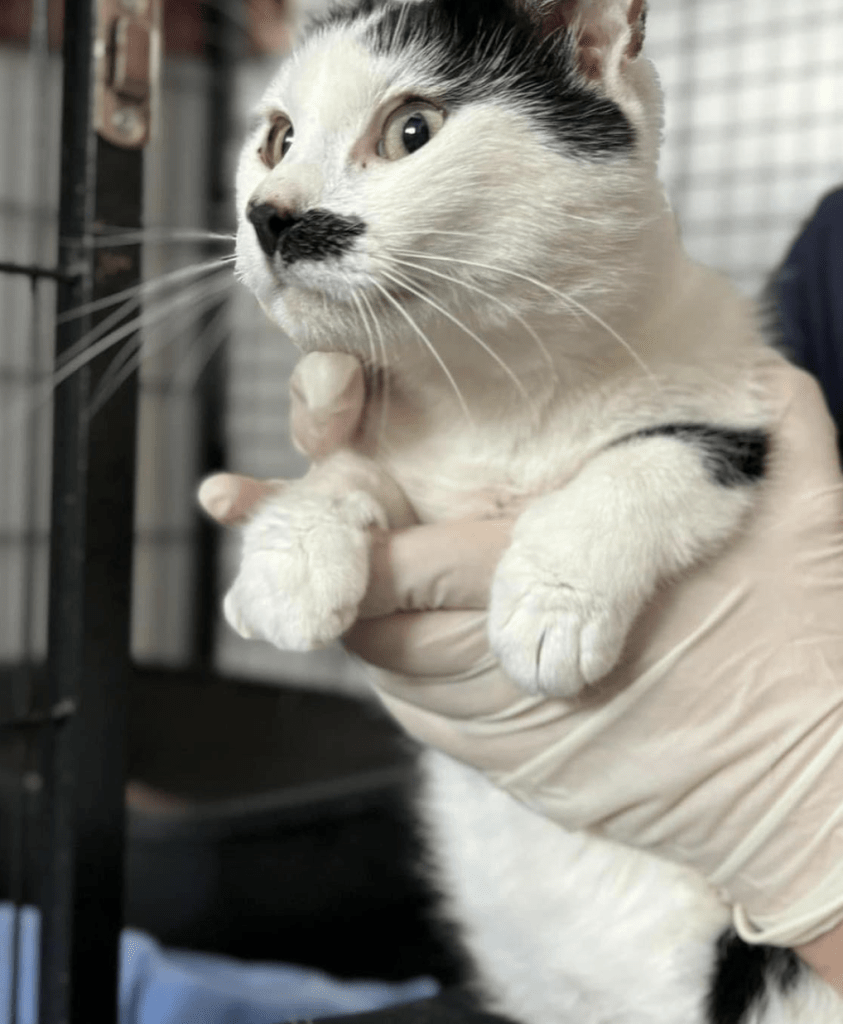 Iris being held by a member of the team at the shelter where you can see her cute black smudge on her face