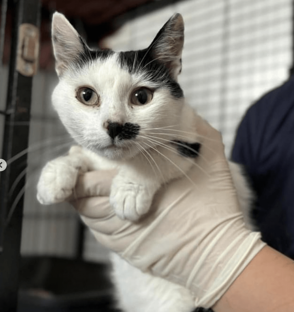 Iris being held by a member of the team at the shelter where you can see her cute black smudge on her face