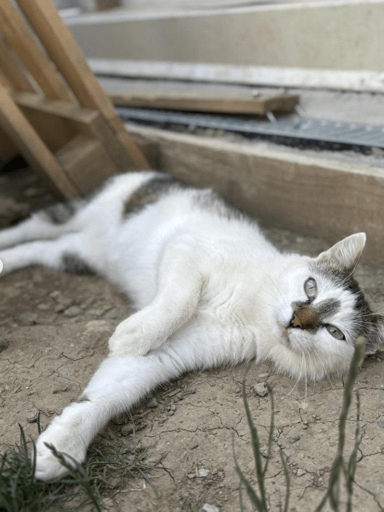 Elsie relaxing outside at the shelter laying on the floor showing off her belly