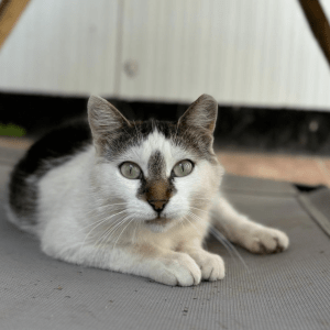 Elsie laying on a sun lounger at the shelter looking into the camera showing off her gorgeous eyes