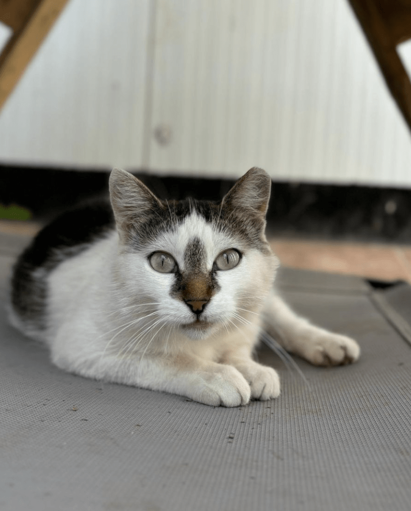 Elsie laying on a sun lounger at the shelter looking into the camera showing off her gorgeous eyes