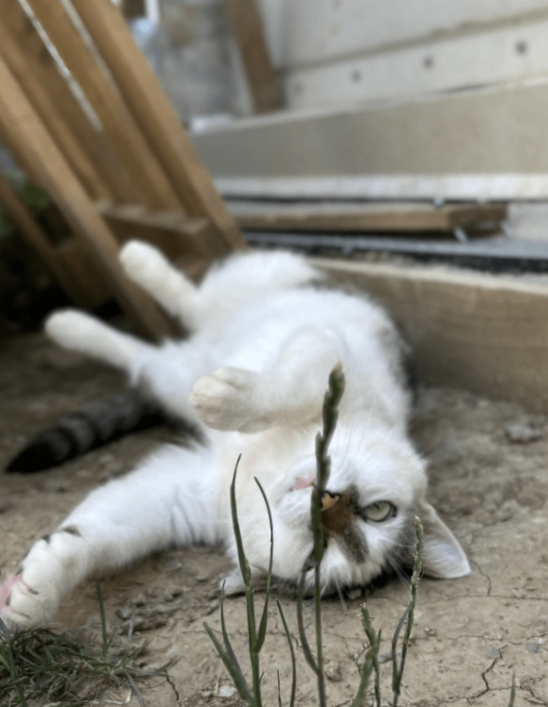 Elsie laying upside down on the floor outside at the shelter